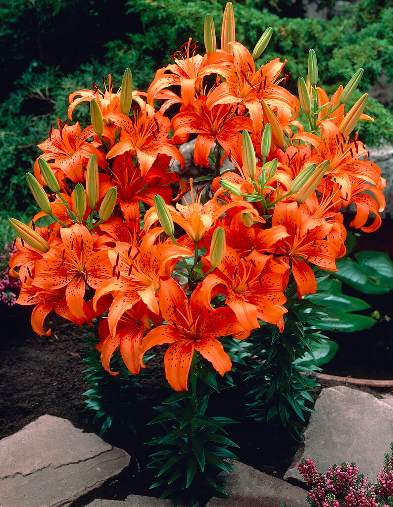 lily 'Enchantment'
