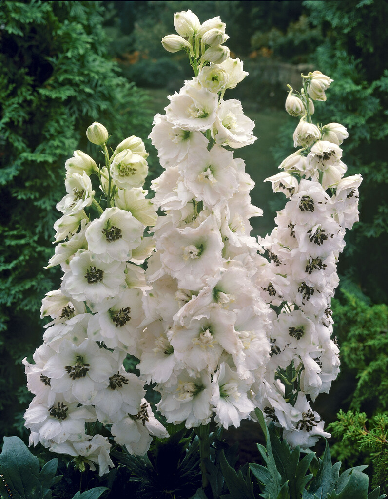 <i>Delphinium</i> 'Butterball'
