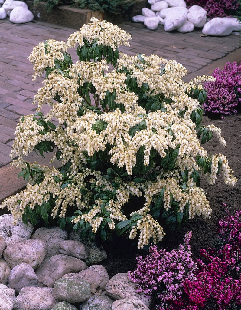 pieris 'White Cascade'