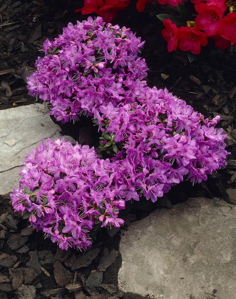 rhododendron 'Pink Drift'