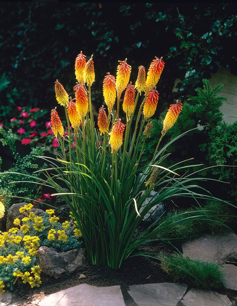 Kniphofia uvaria &Grandiflora& redhot poker &Grandiflora& Herbaceous