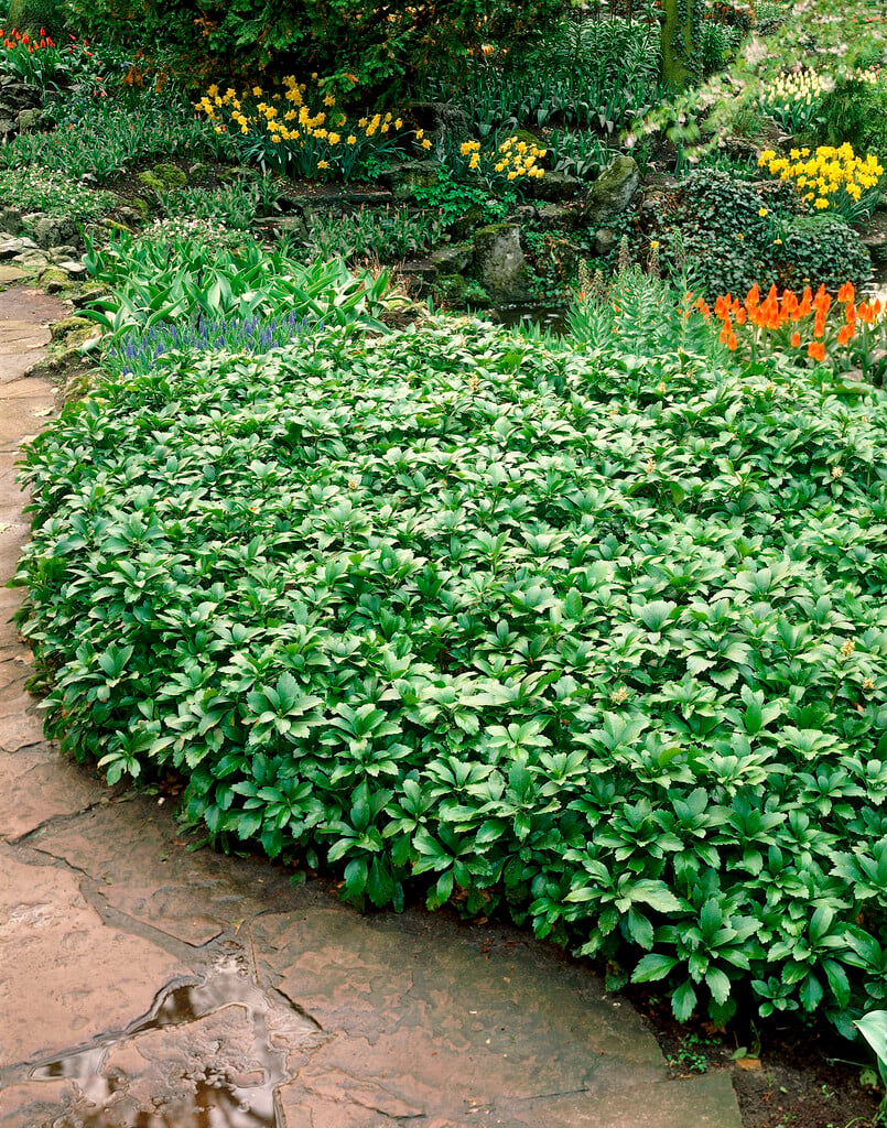 Japanese spurge 'Green Carpet'