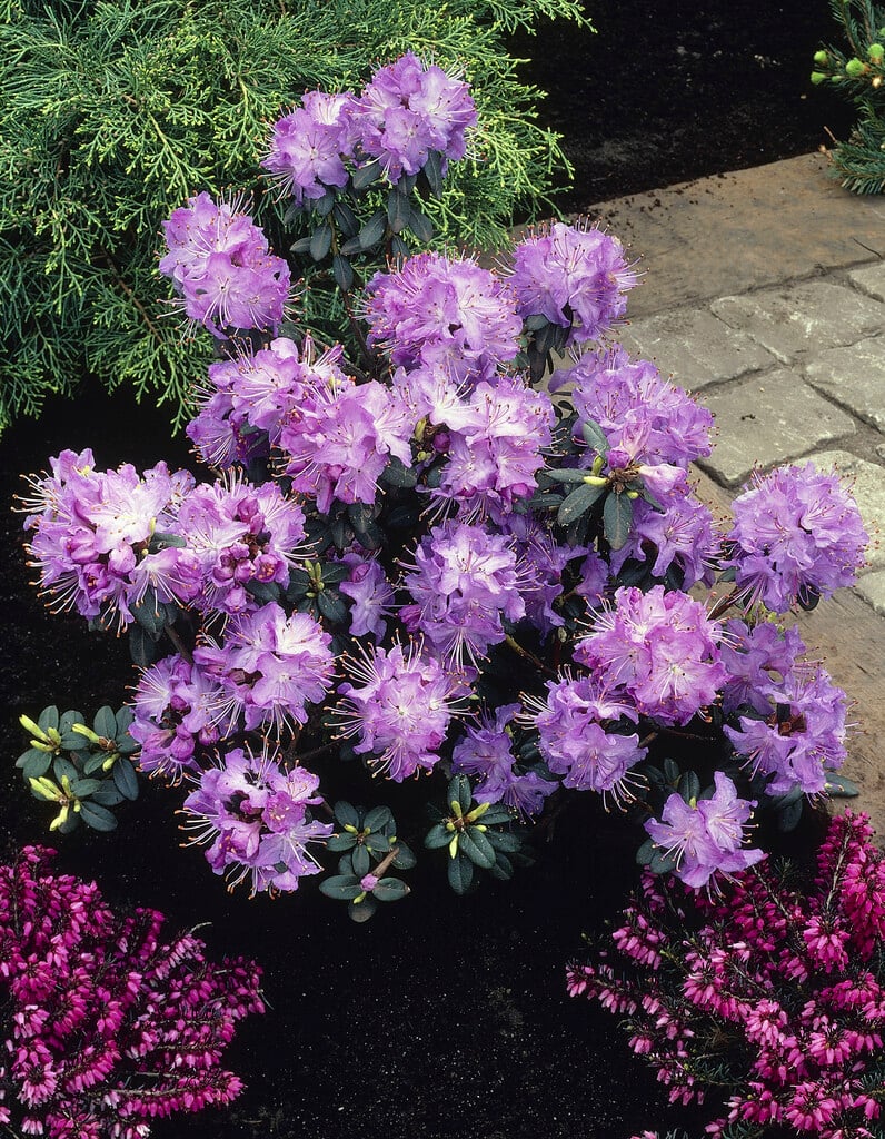 Rhododendron (Blue Diamond Group) 'Blue Diamond'|rhododendron 'Blue Diamond'/RHS  Gardening