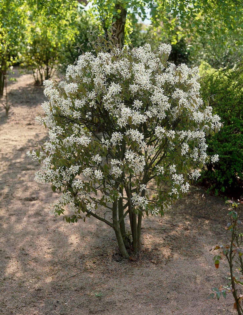 serviceberry 'Ballerina'