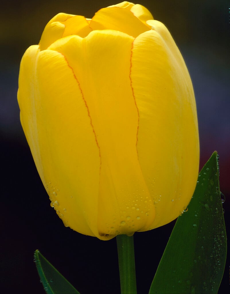 tulip 'Jewel of Spring'