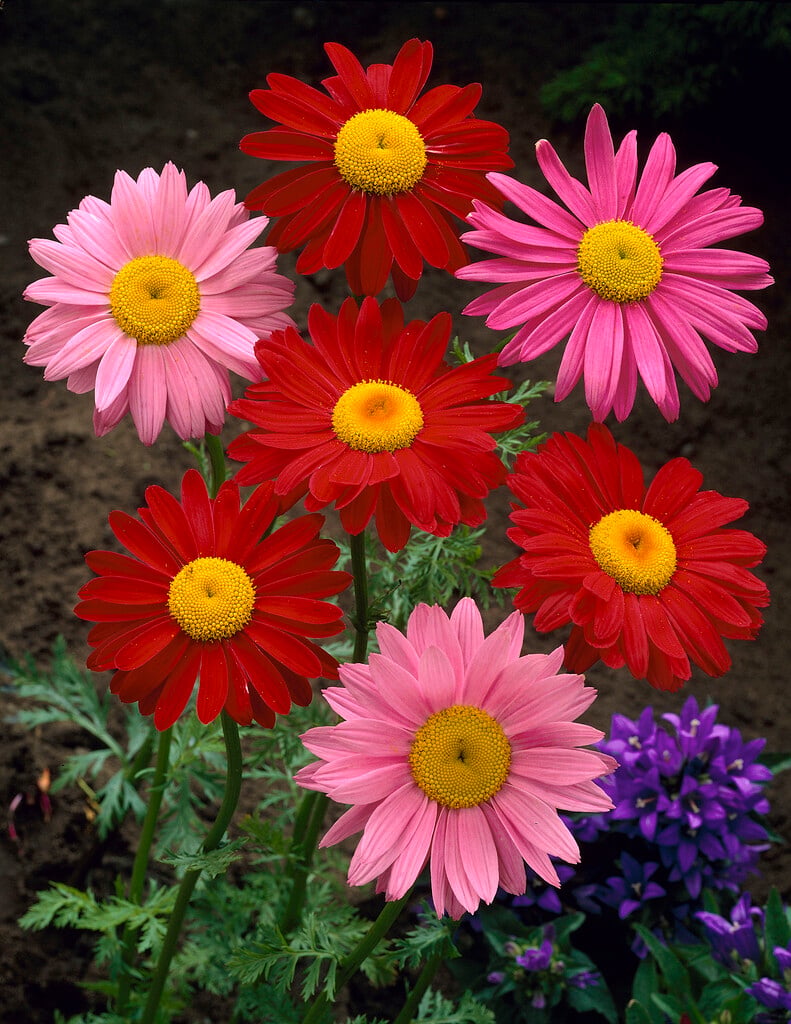 painted daisy