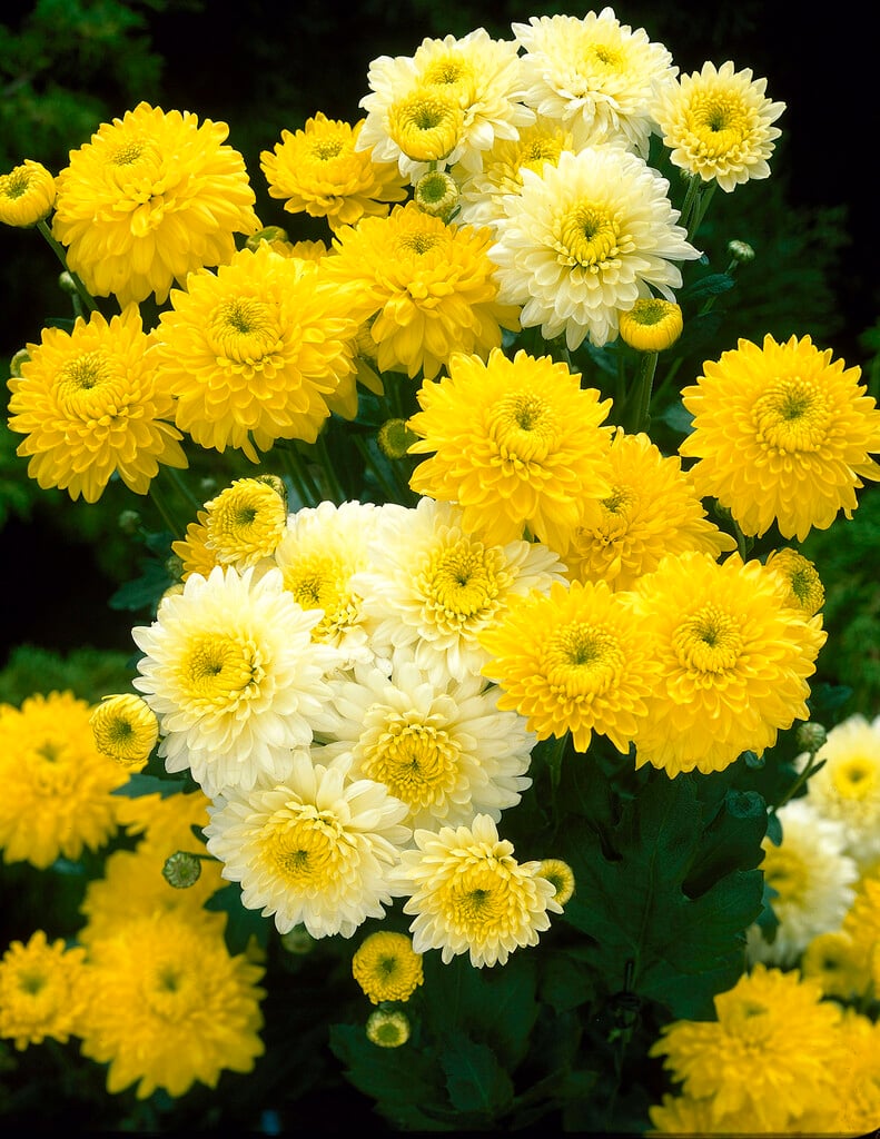 <i>Chrysanthemum</i> 'Ellen' (29c)