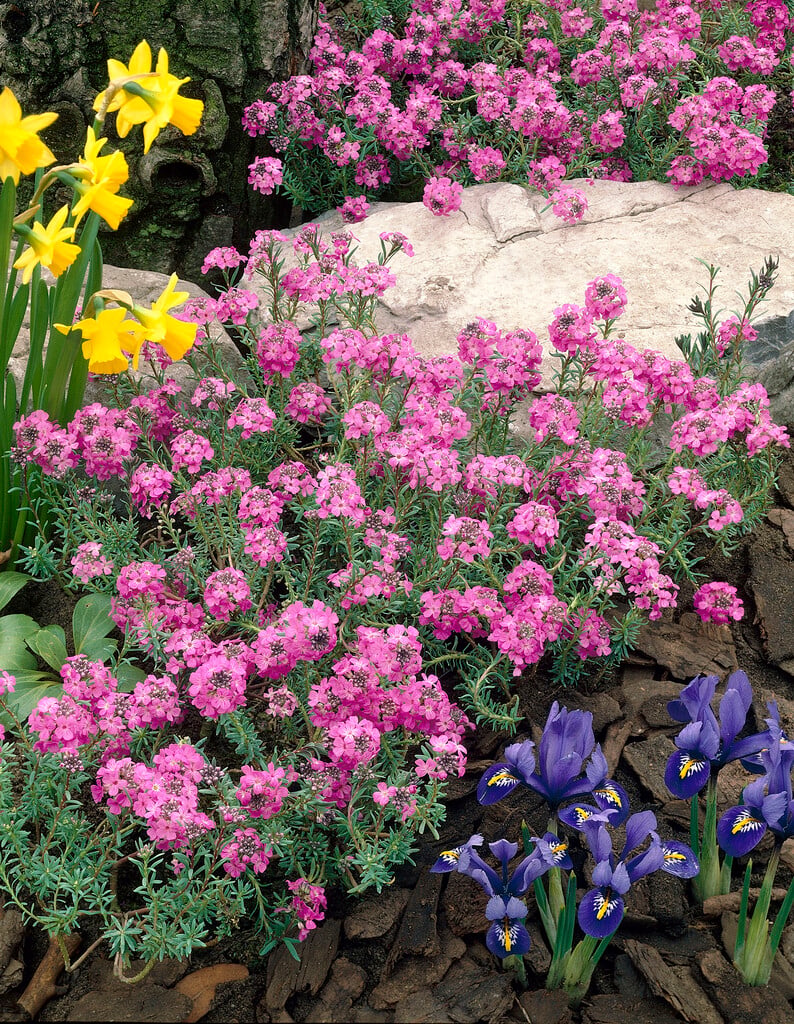 stone cress 'Warley Ruber'