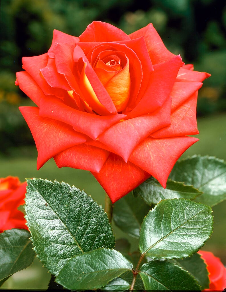 rose [Piccadilly]
