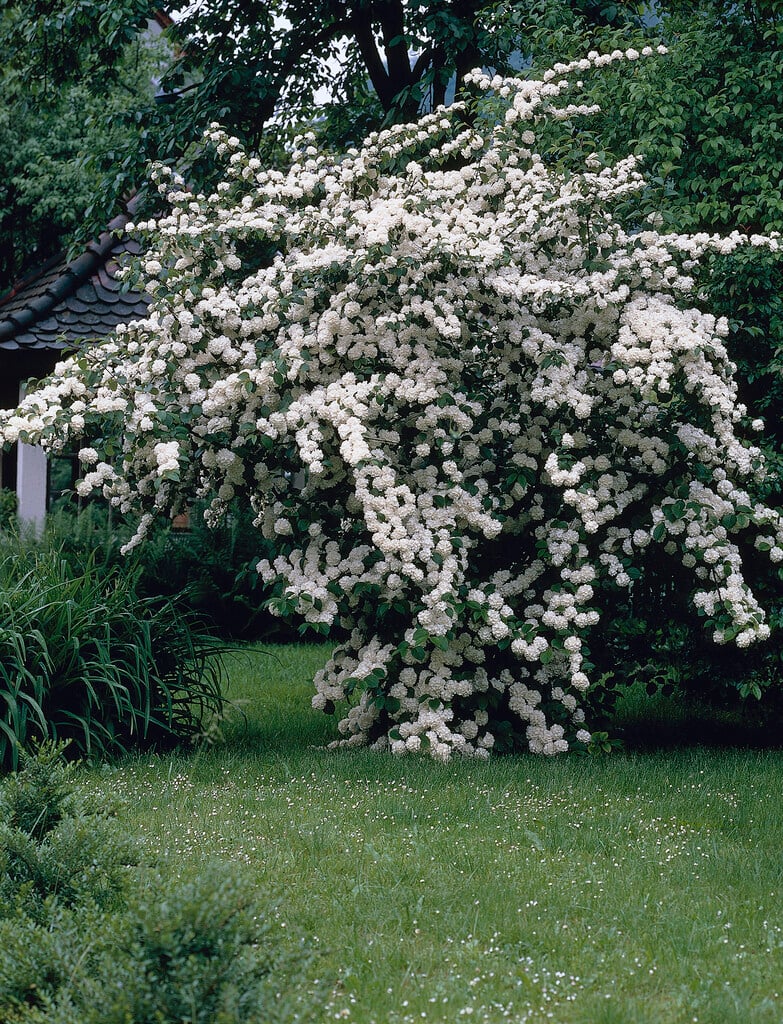 Japanese snowball 'Rotundifolium'