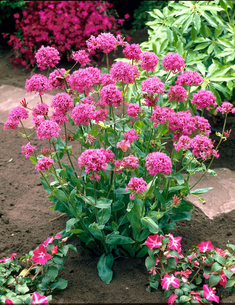 umbel-flowered catchfly