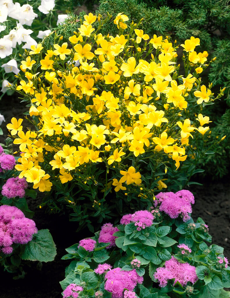 <i>Linum</i> <i>flavum</i> 'Compactum'