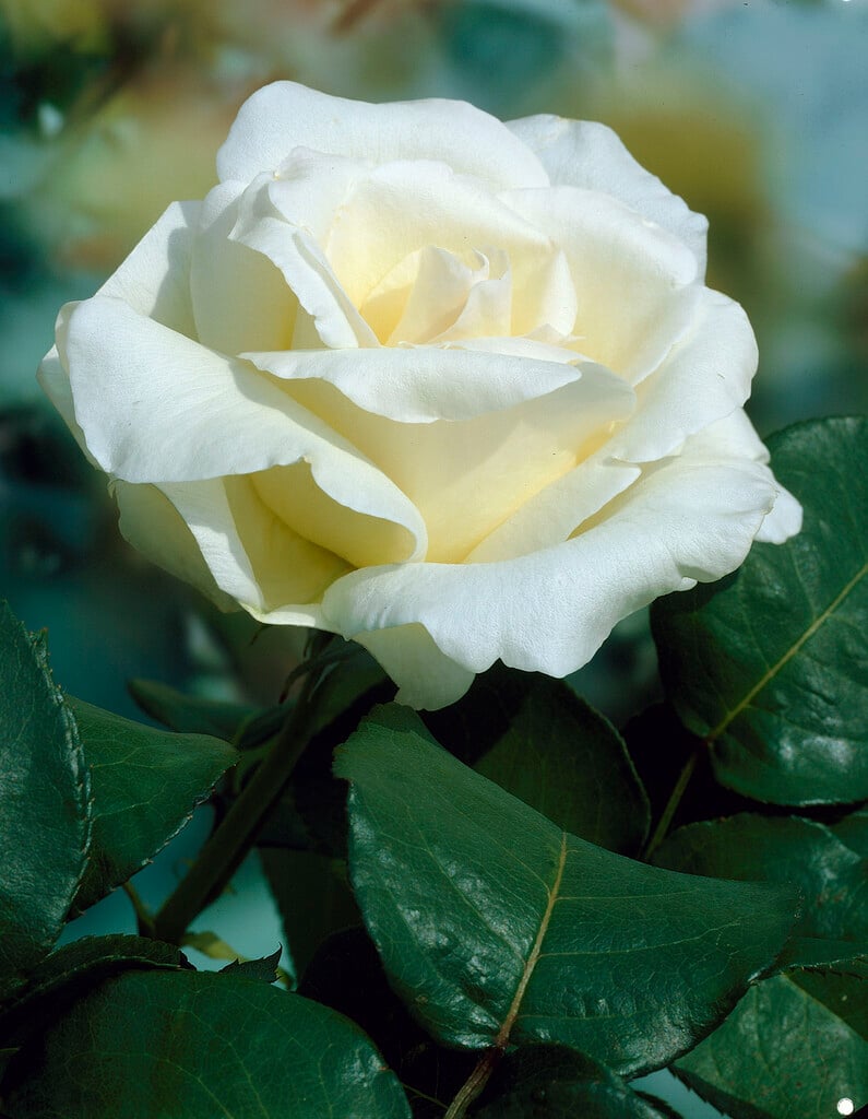 <i>Rosa</i> 'Virgo'