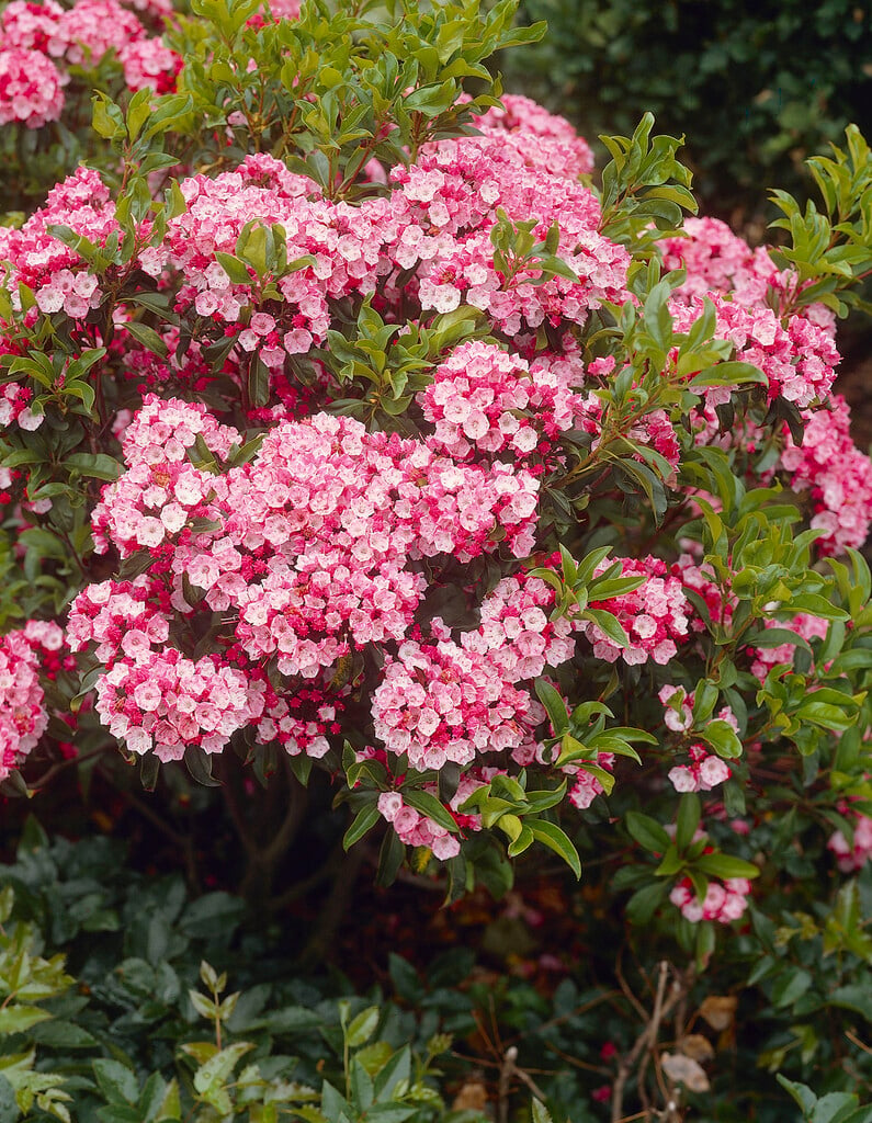 <i>Kalmia</i> <i>latifolia</i> 'Ostbo Red'