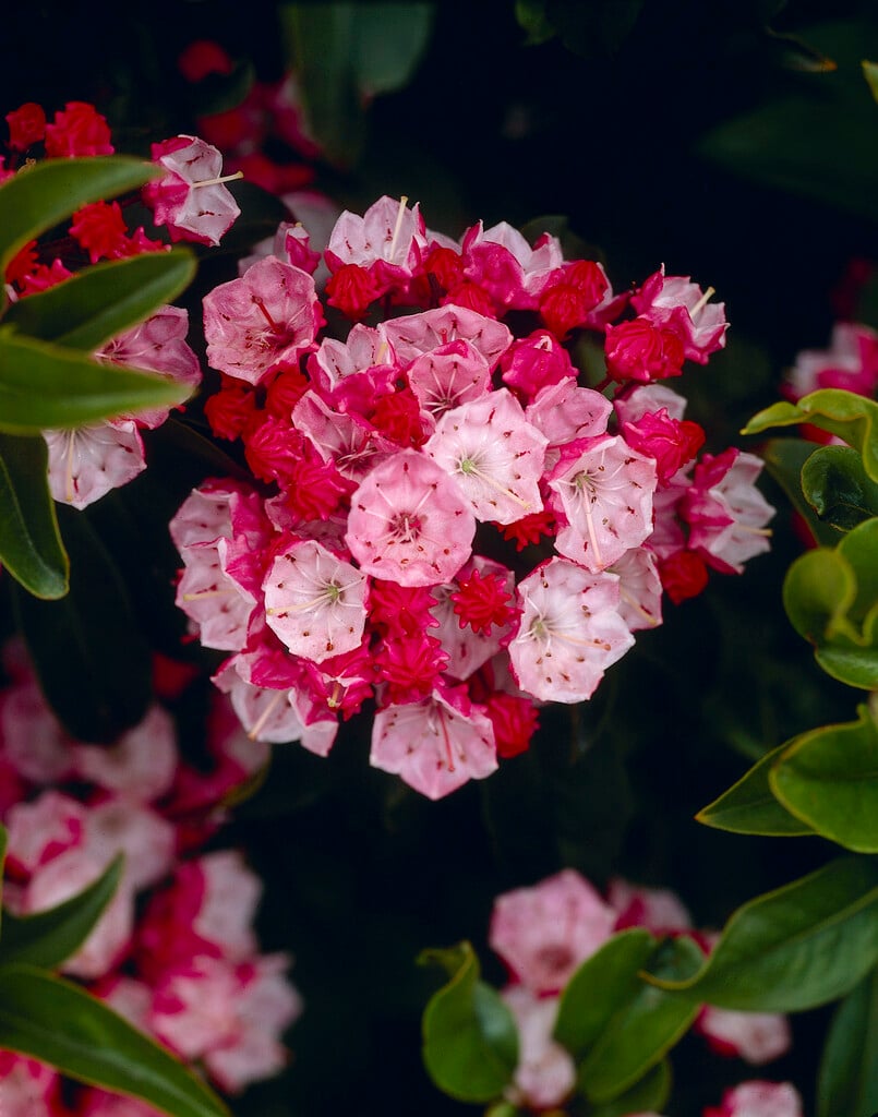 <i>Kalmia</i> <i>latifolia</i> 'Ostbo Red'