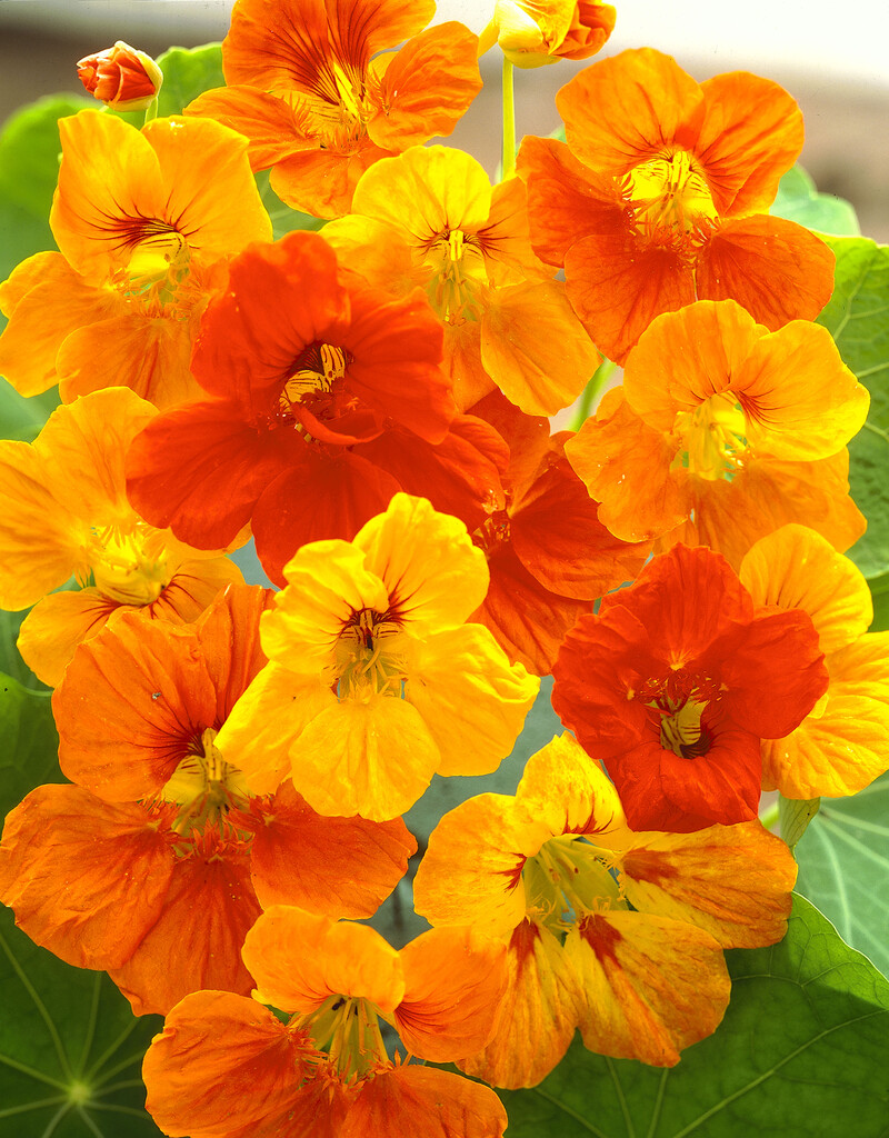 garden nasturtium