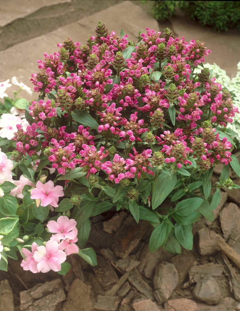 <i>Prunella</i> <i>grandiflora</i> 'Rosea'
