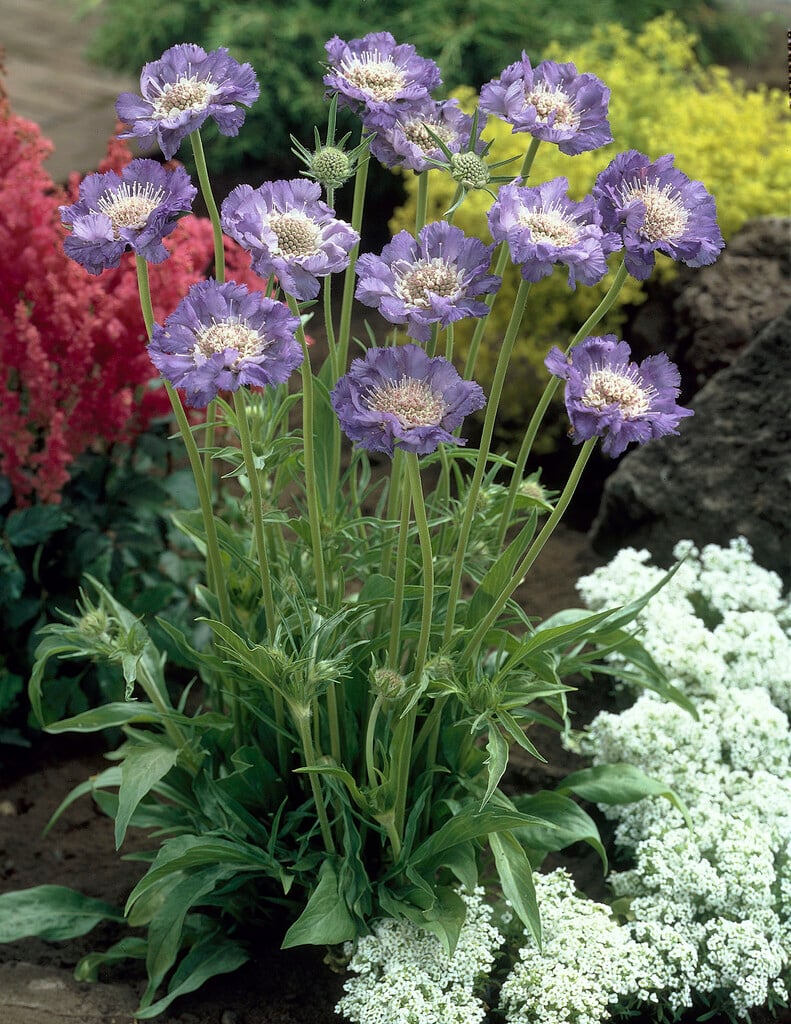 <i>Scabiosa</i> <i>caucasica</i> 'Fama'