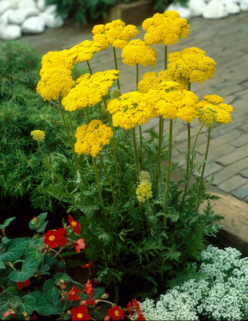 fern-leaf yarrow