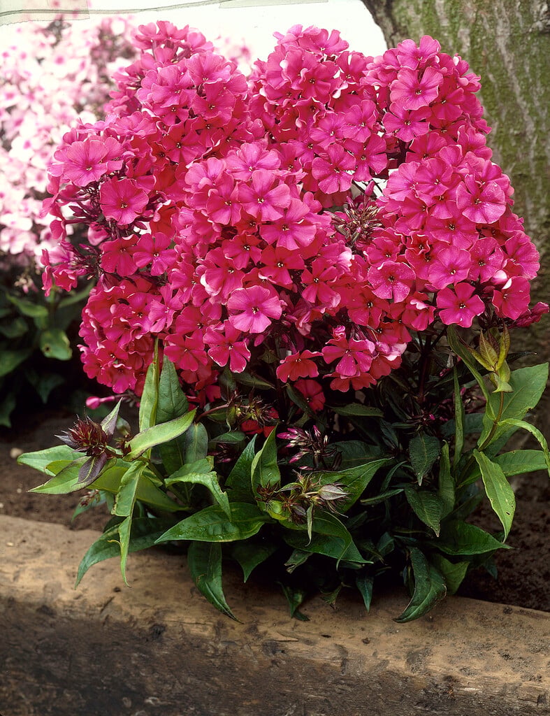 perennial phlox 'Frau Alfred von Mauthner'