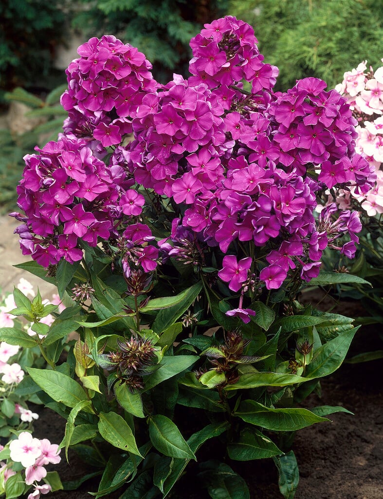 <i>Phlox</i> <i>paniculata</i> 'Otley Purple'