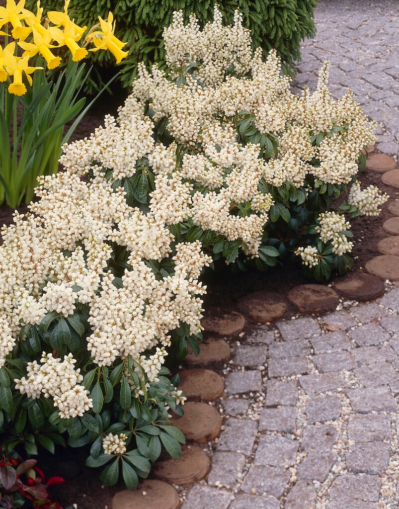 pieris 'White Pearl'