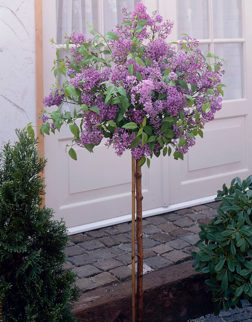 Syringa × persica Persian lilac Shrubs/RHS Gardening