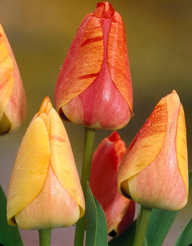 tulip 'Gudoshnik'