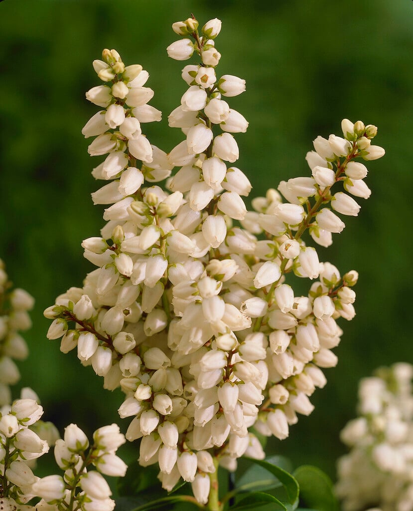 pieris 'White Pearl'