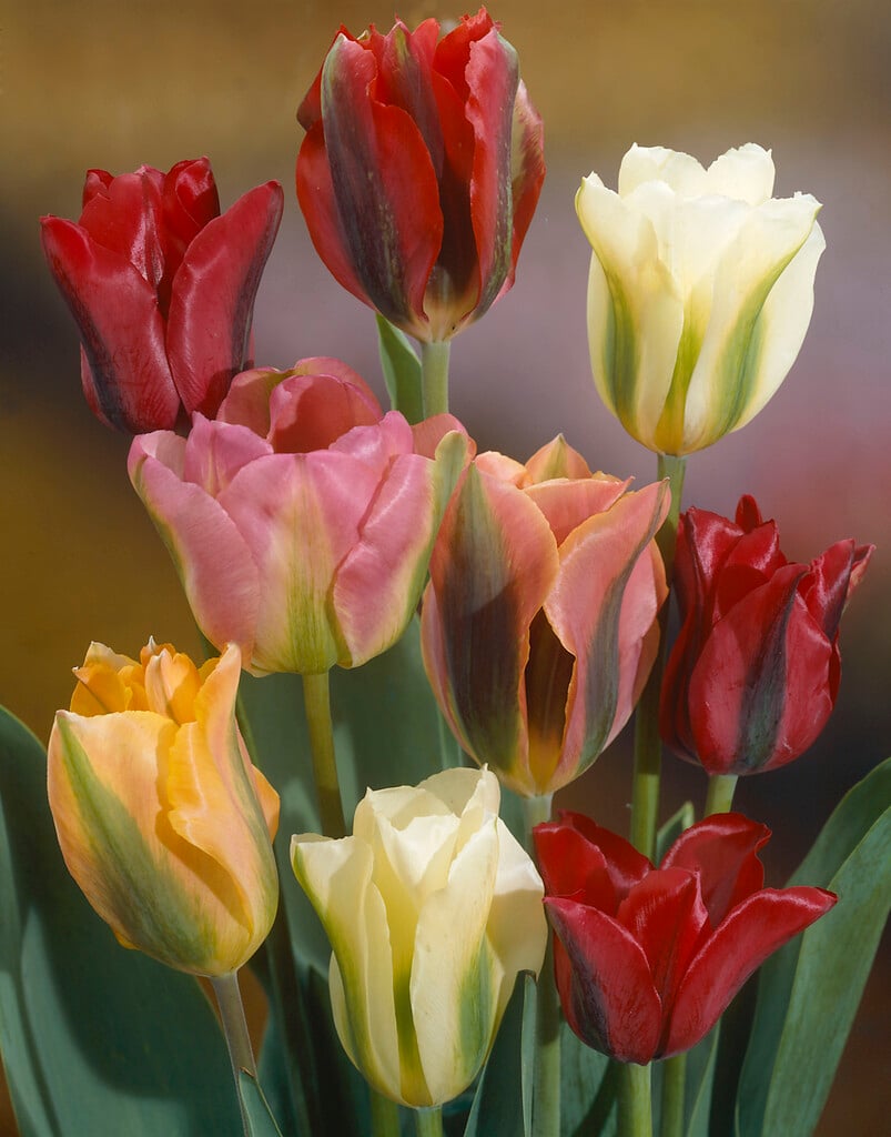 <i>Tulipa</i> 'Viridiflora' (8)