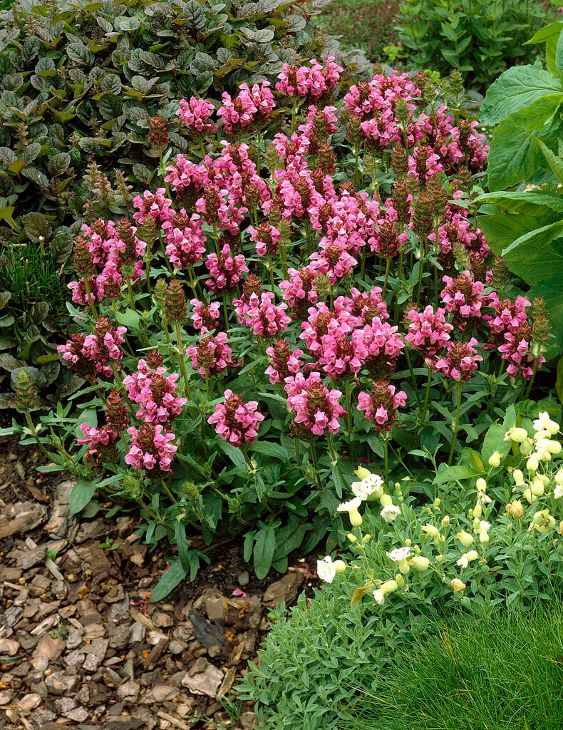 <i>Prunella</i> <i>grandiflora</i> 'Rosea'