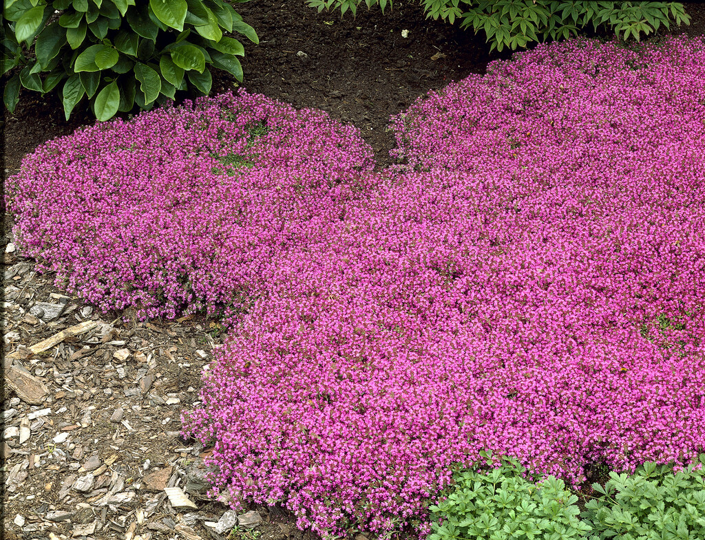 thyme Coccineus Group