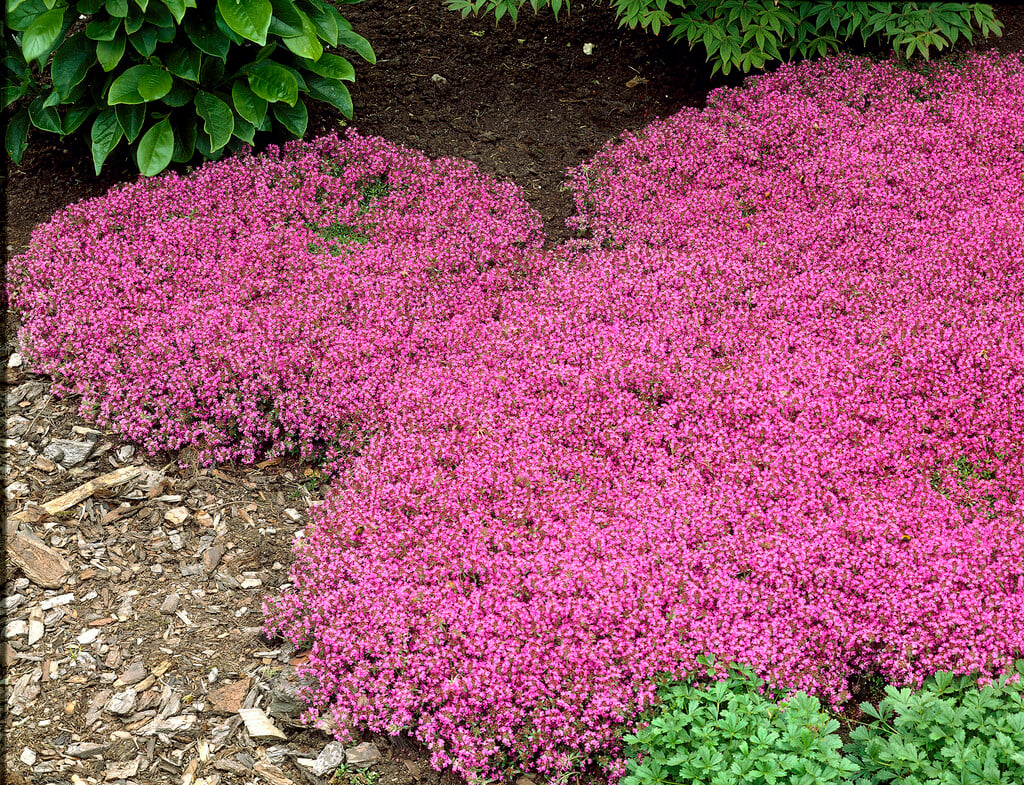 thyme Coccineus Group