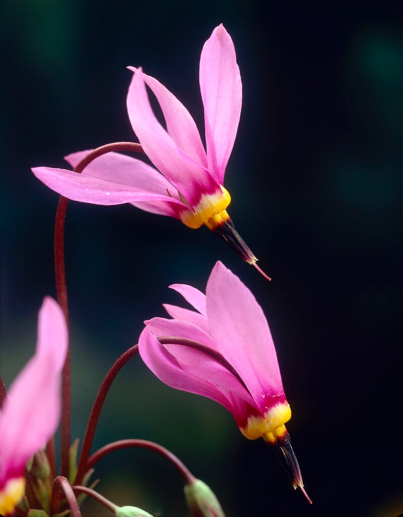 <em>Dodecatheon</em> <em>meadia</em> 'Queen Victoria'