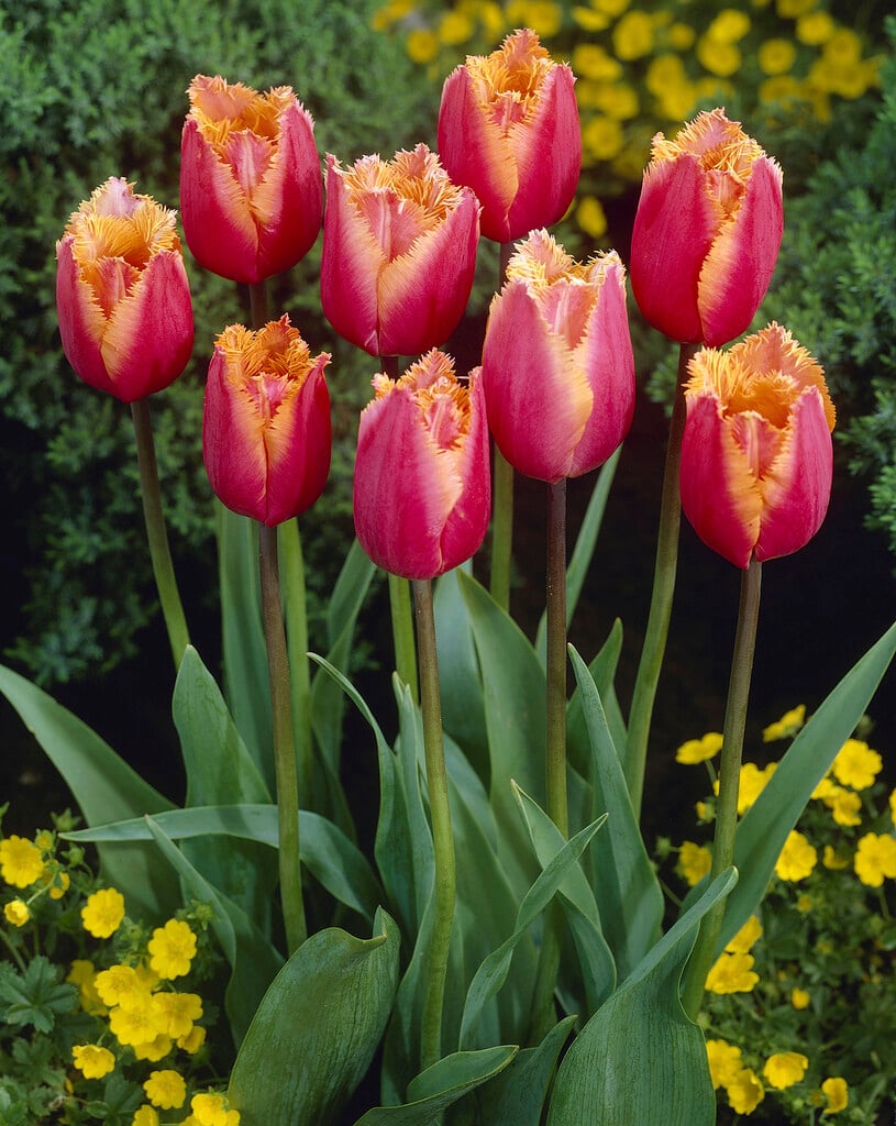 tulip 'Aleppo'