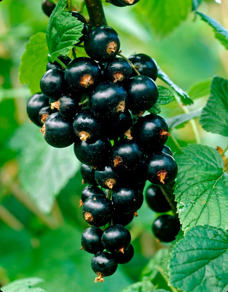 blackcurrant 'Titania'