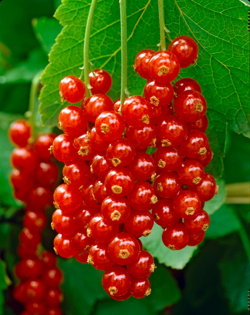 redcurrant 'Rosetta'