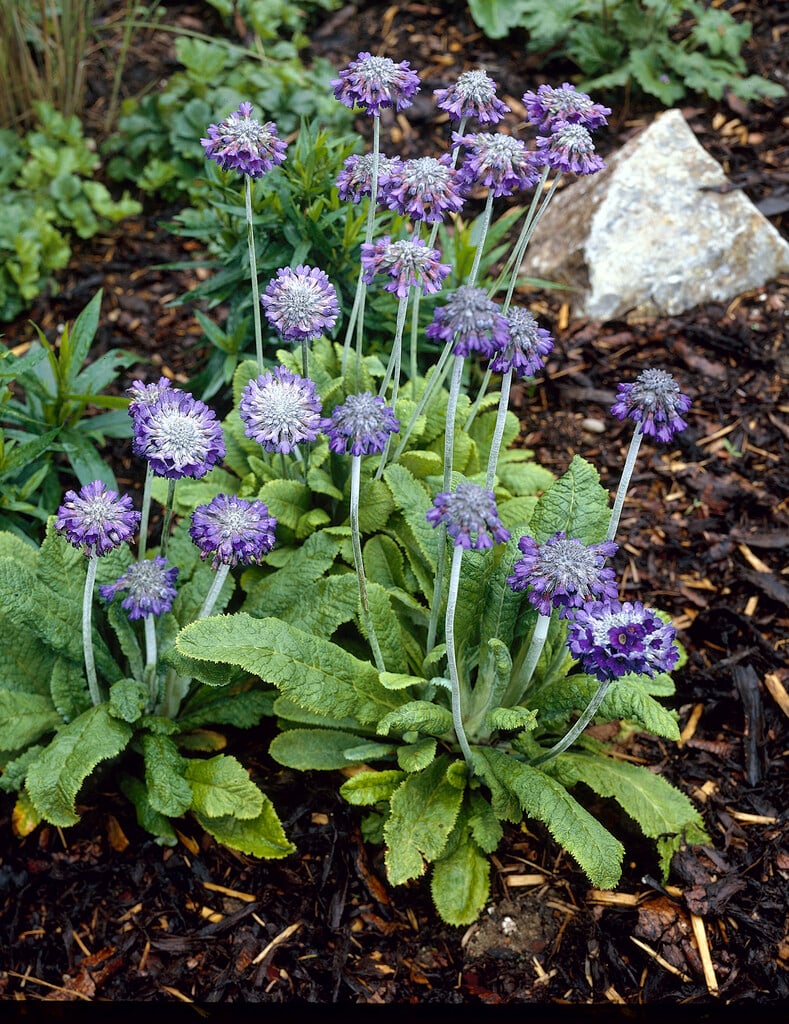 <em>Primula</em> <em>capitata</em> subsp. <em>mooreana</em> (Ca)