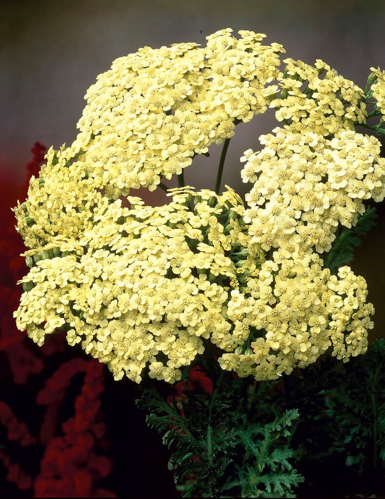 yarrow 'Hoffnung'