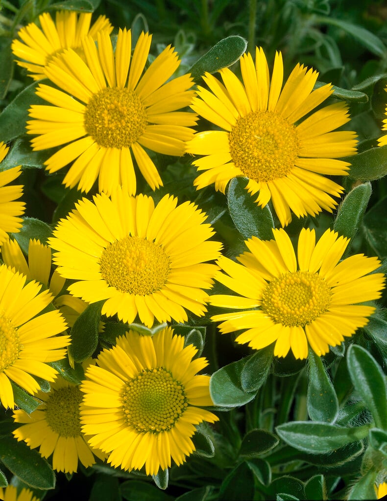 <i>Pallenis</i> <i>maritima</i>