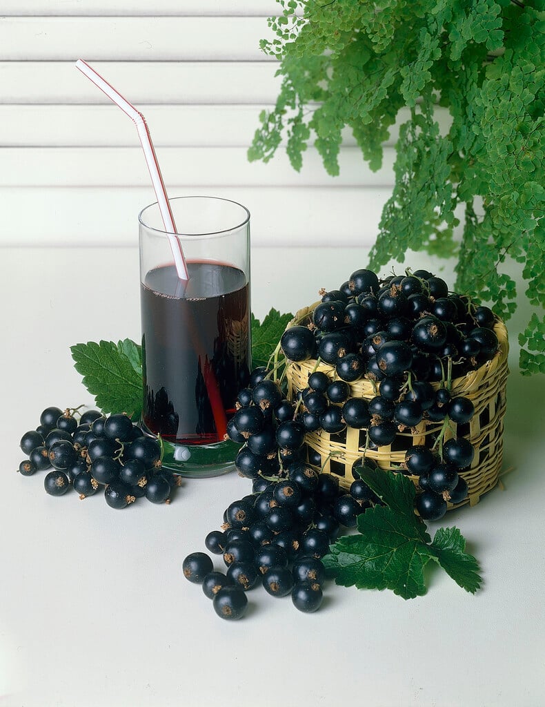 blackcurrant 'Titania'