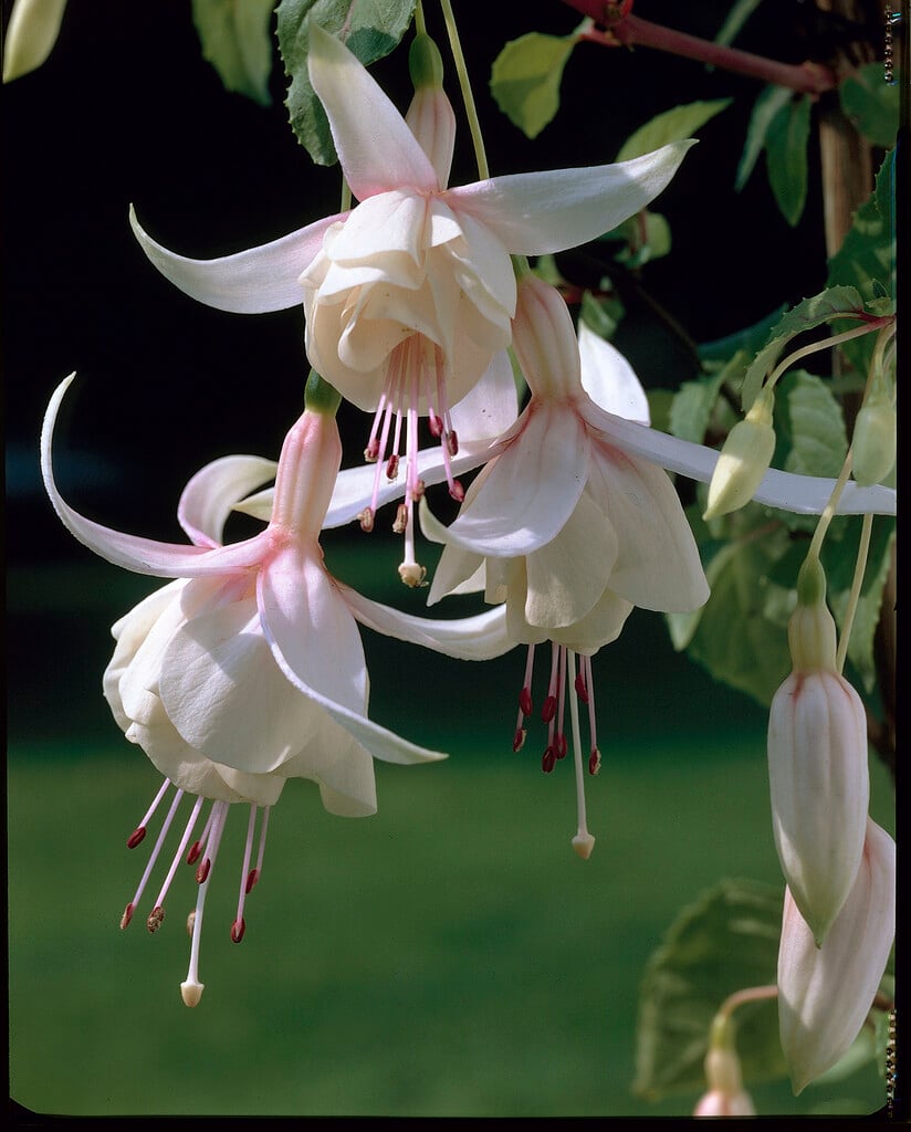 fuchsia 'Annabel'