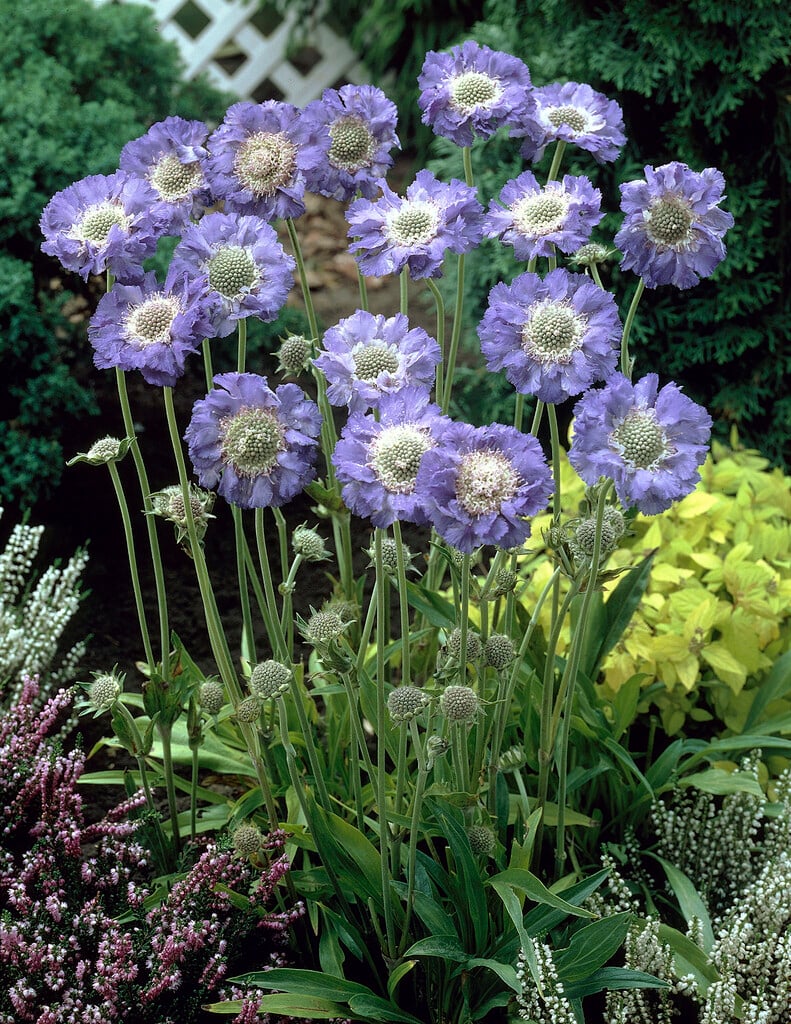 <i>Scabiosa</i> <i>caucasica</i> 'Fama'