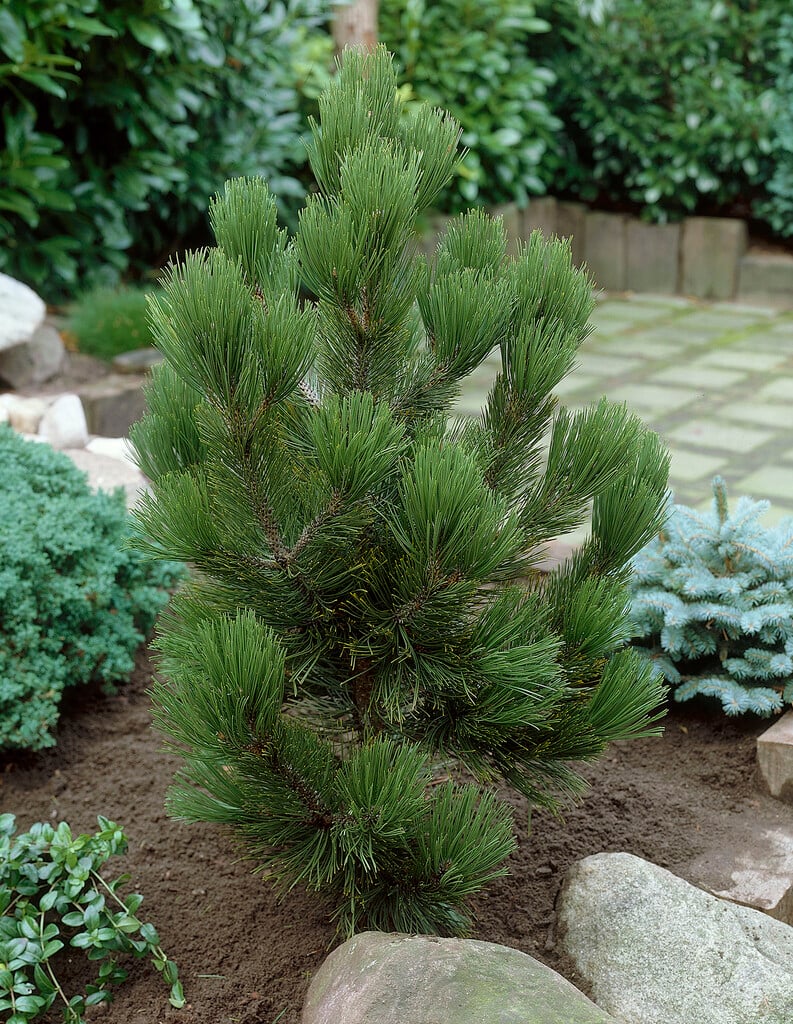 Bosnian pine 'Satellit'