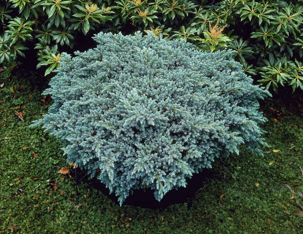 Juniperus Squamata Blue Star Flaky Juniper Blue Star Juniperus Squamata Blue Star Flaky Juniper Blue Star