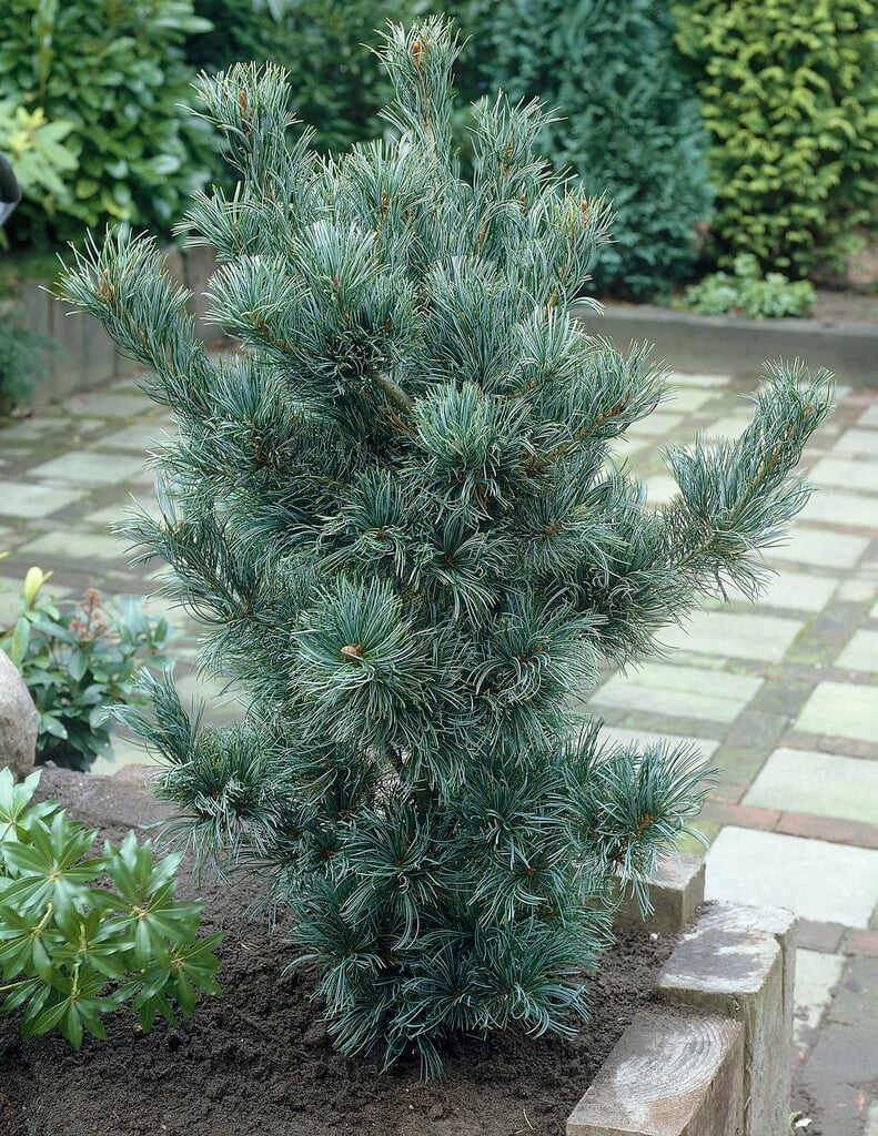 Japanese white pine 'Glauca'