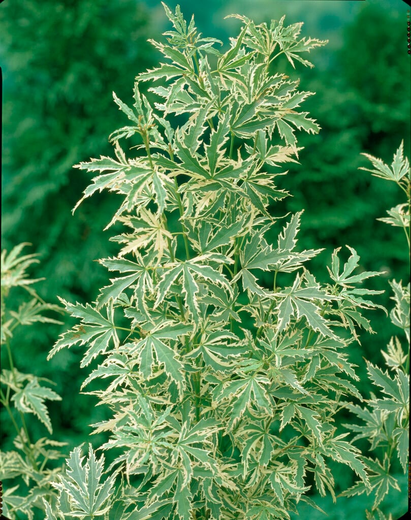 Japanese maple 'Butterfly'