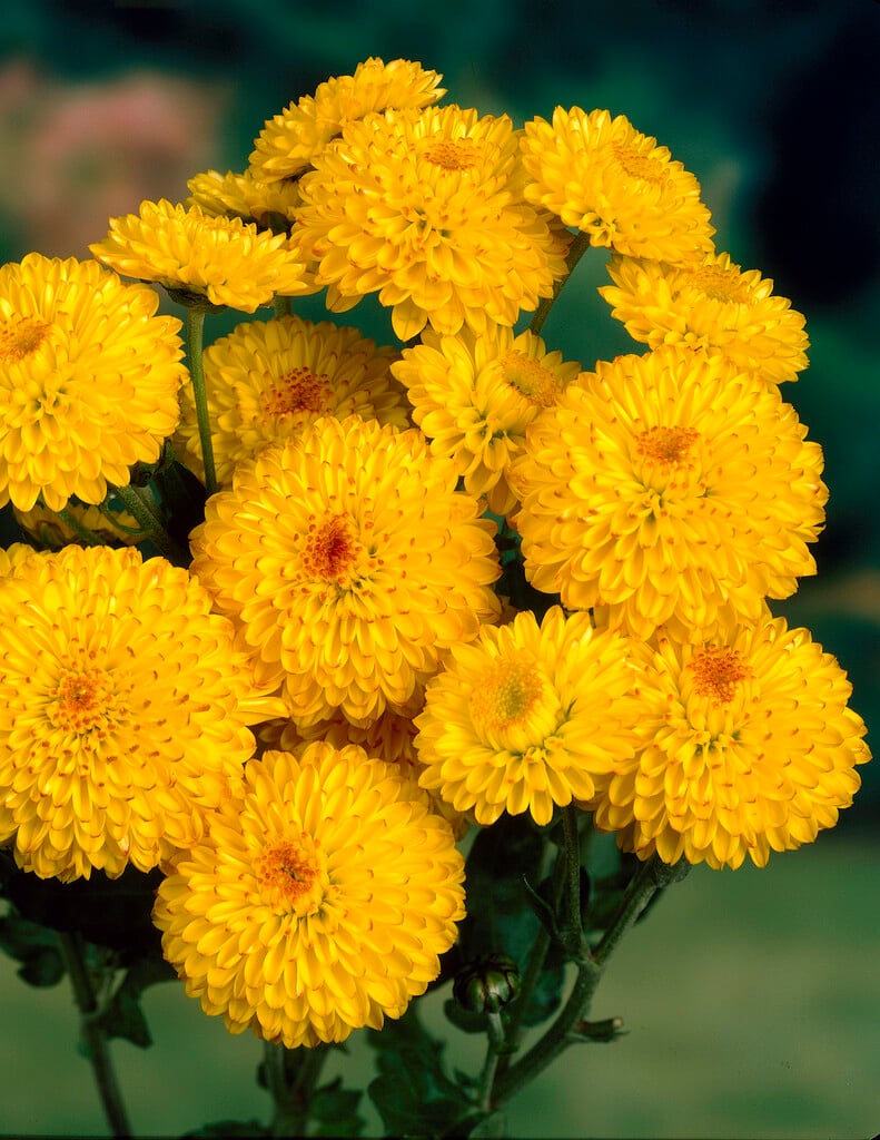 <i>Chrysanthemum</i> 'Bright Eye' (21b)