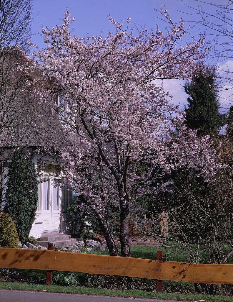 winter-flowering cherry 'Autumnalis Rosea'