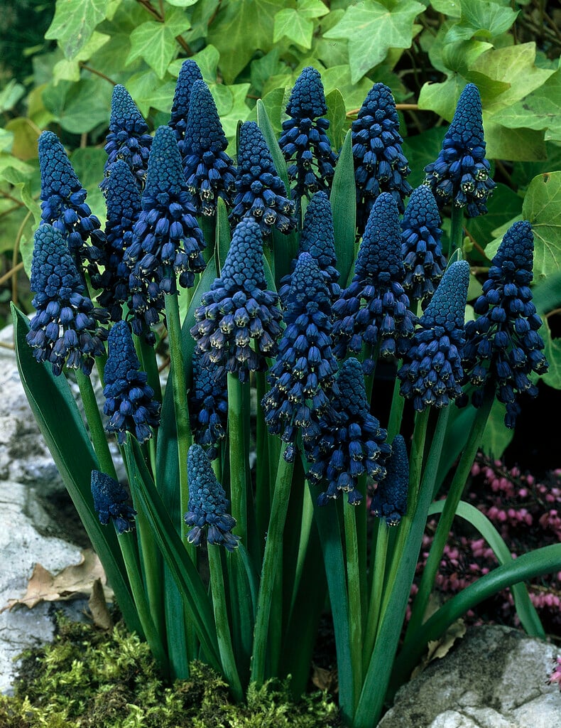 unusual grape hyacinth